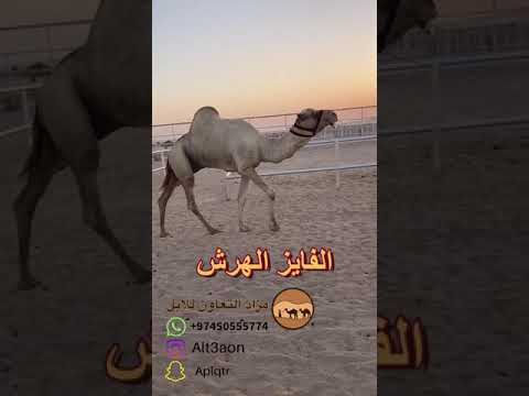 الفايز الهرش ملك محمية ام الزبار