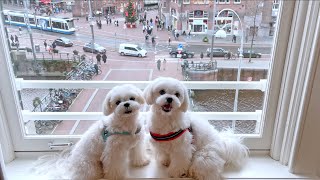 HOW MALTESE PUPPIES CELEBRATE THE NEW YEARS EVE ✨ by Xanti the Maltese 14,329 views 3 months ago 2 minutes, 35 seconds