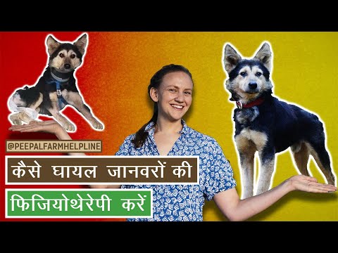 कैसे घायल जानवरों की Physiotherapy करें? | Physiotherapy for Animals | Animal care