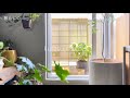 ベランダガーデン始めました/ I started a verandah garden /そうめんの季節/便利な冷凍作り置き【40代 団地暮らし】