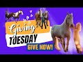 Giving Tuesday - Give Now