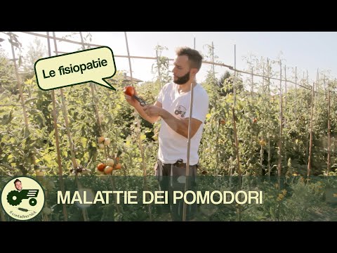 Video: Le Principali Malattie Dei Pomodori E Come Affrontarle