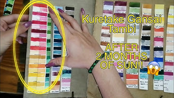 Watercolor lightfastness tests UPDATE | Beam Paints, Kuretake and more