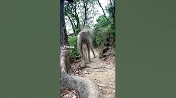 Amazing World Animal Movie Joseph Entertainment Funny 