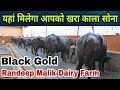 Randeep Malik मतलब क्वालिटी : Superb Quality Buffaloes Sold to Madhya Pradesh - Only Quality Buffalo