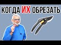 Когда лучше обрезать деревья / Осенняя или весенняя обрезка / Игорь Билевич