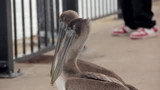 module 2 assignment birds