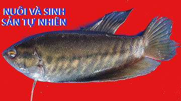 KĨ THUẬT NUÔI CÁ SẶC RẰN LÀM KHÔ - CHO CÁ SINH SẢN TỰ NHIÊN [CÁCH PHÂN BIỆT CÁ ĐỰC, CÁI]