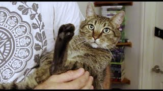 Kitty Shake Bath