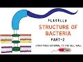 Structure of Bacteria | Part 2 | Flagella | Pili | Capsule