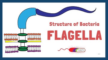 Structure of Bacteria | Part 2 | Flagella | Pili | Capsule
