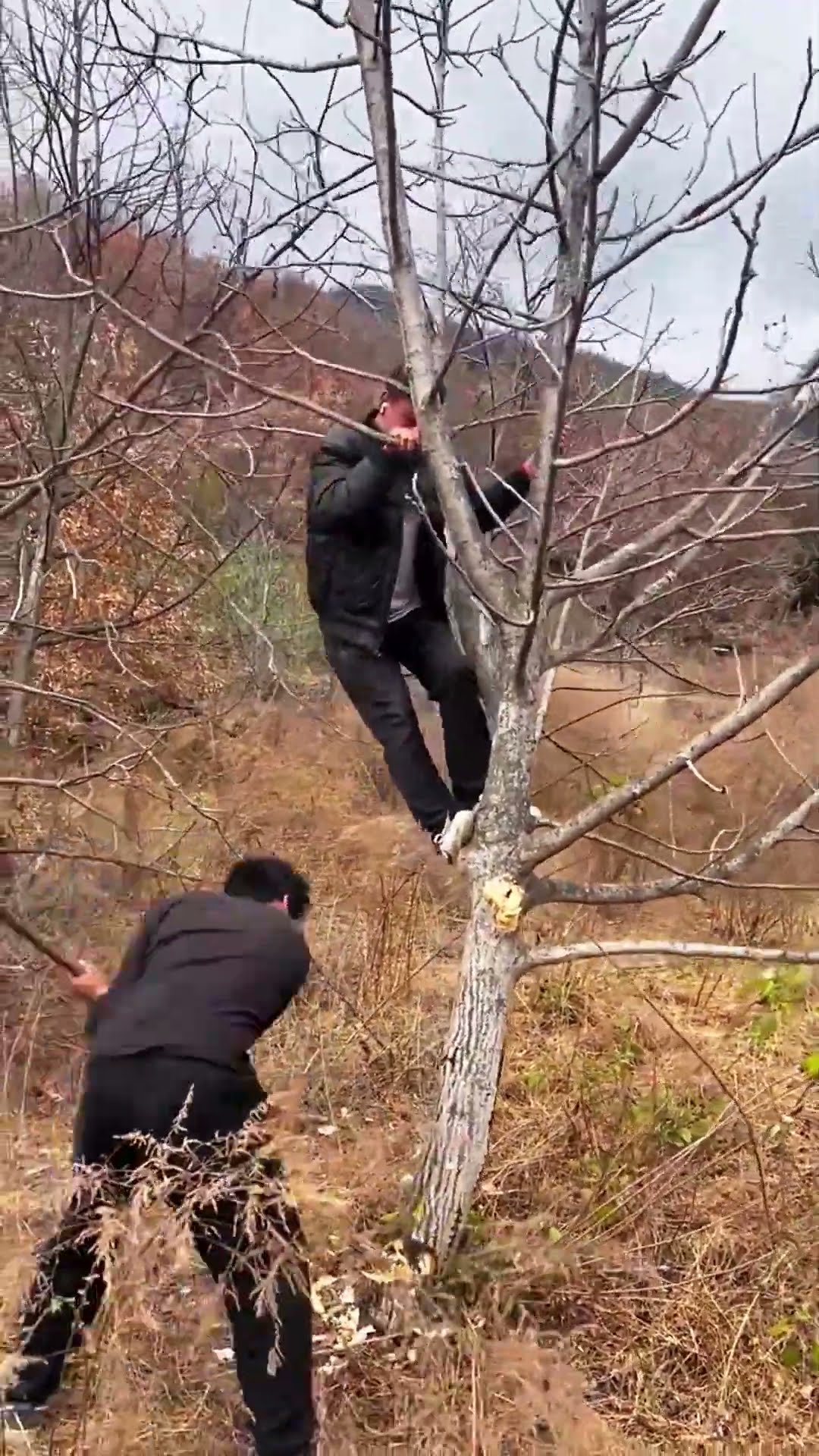 Orchard tree felling process