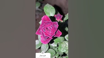 #تلاوات #المصحف #quran #اكسبلور #لايك #تيك_توك #الرحمن #راحة_نفسية
