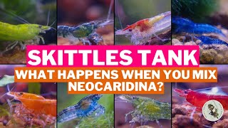 SKITTLES TANK: What Happens When You Mix Neocaridina? A Crash Course In Genetics by Ellie's Exotics 12,007 views 1 year ago 5 minutes, 11 seconds