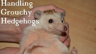How To Handle Grumpy Hedgehogs  Tips for new owners!