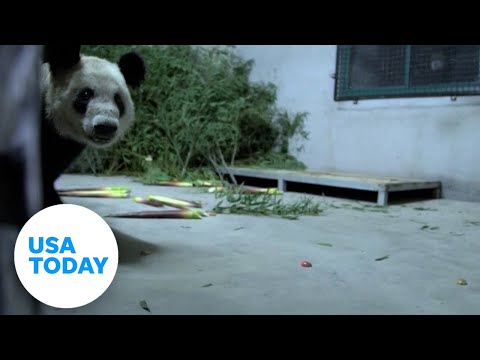 Memphis Zoo sends Ya Ya the panda back to China after 20 years | USA TODAY
