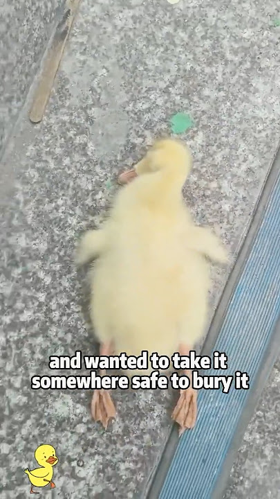 This little duck passed out on the steps 🦆😴 #animals #funny #pets #shortfeed #duck