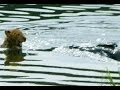 Lioness Reacts To A Crocodile Taking Her Cub - Latest Sightings