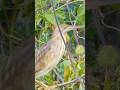 Birdphotography/Yellow Bittern #shotsvideo #birds #birdphotography #wildlife #birdwatching