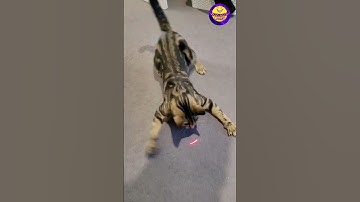고양이는 왜 레이저에 열광할까요? (이걸 보세요) 😹 #shorts #catshorts #youtubeshorts #viralshorts