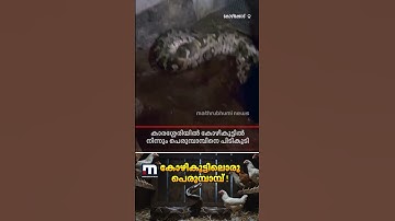 കോഴിക്കോട് കാരശ്ശേരിയിൽ വീട്ടിലെ കോഴികൂട്ടിൽ നിന്ന് പെരുമ്പാമ്പിനെ പിടികൂടി | Kozhikode