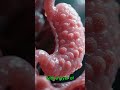 Your Stomach Rebuilds Itself Every Week! 🤯