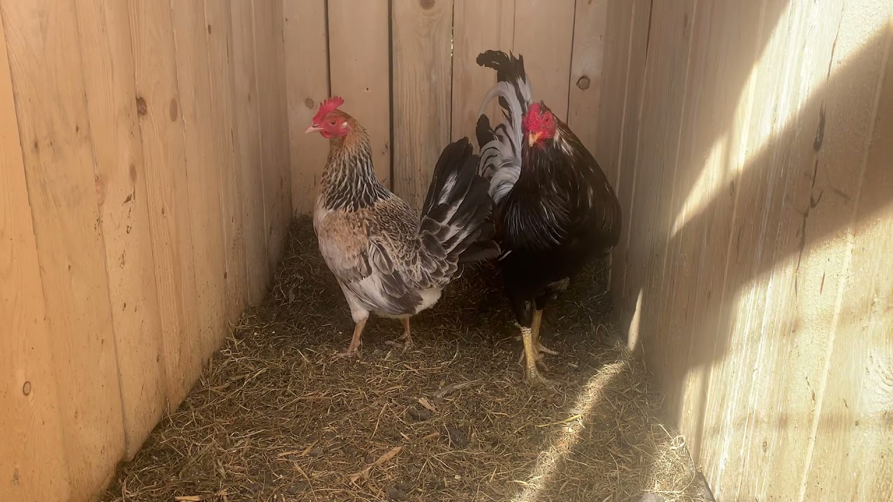 American Gamefowl brass back whitehackle YouTube