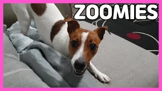 Zoomies at Home  | Jack Russell Terrier DOGTER COFFEE