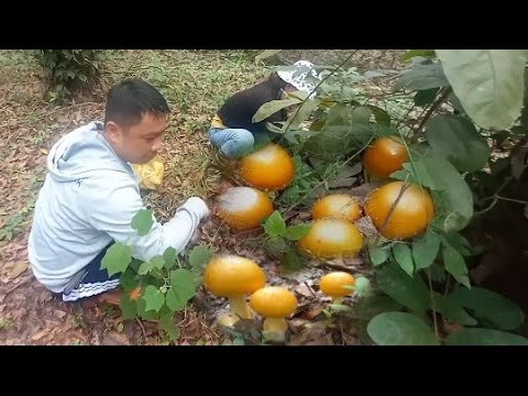 săn tìm nấm trứng gà trứng ngỗng, loại nấm rừng quý hiếm, giàu chất ...
