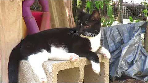 Blind cat Baby enjoys quiet time