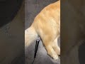 Pet de chien dans un micro