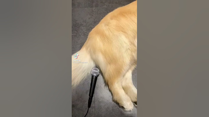 pet de chien dans un micro