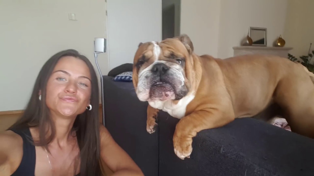 Bulldog being naughty with his human mommy - YouTube