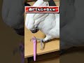 大型オウムの威厳、蚊1匹で崩れました #shorts