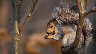 Squirrel Preparing for Winter