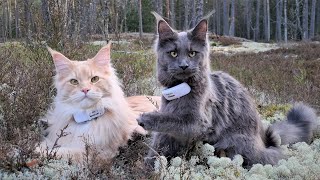 Two Maine Coon Cats on Adventure  Fun in the Forest