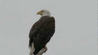 Bald Eagle in Baytown, Texas - GH2  video