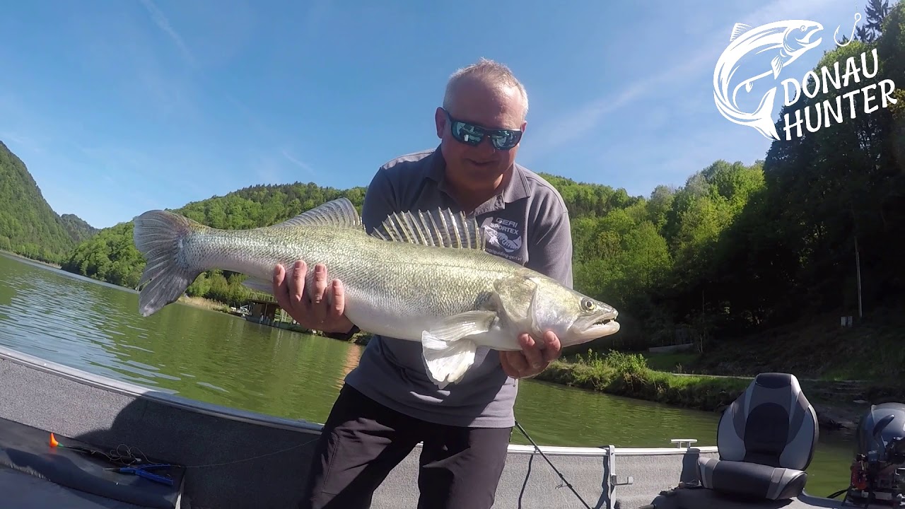 Folge 8 DONAU HUNTER www.angelguiding-geri.at