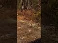 Глухарка.