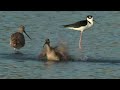 Bird Baths