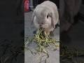 Adorable Bunny Eating #bunny #cutev#cuteanimals #bunnyeating #rabbit #petbunny