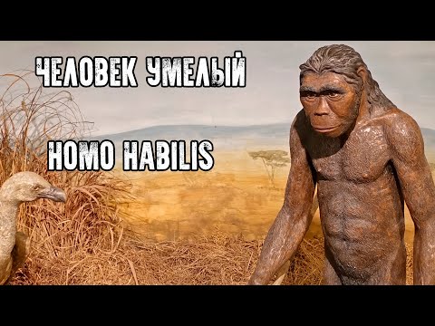 Video: Dyktig Mann (Homo Habilis). Karakteristisk. Livsstil - Alternativ Visning