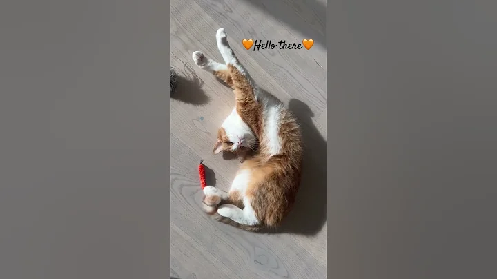 Video 9755211: norwegianforestcat mainecoon russianbluecats, mainecoon britishshorthair, cute cats cathouse, cat kitten cute