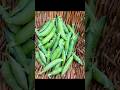 Peas harvest from the #garden choose the right variety of peas,it’s super easy to grow in pots