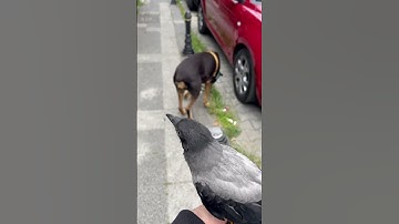 oy kullanma dönüşü #shorts #animals #funny