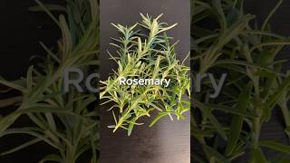 DIY Hair GROWTH Spray with Rosemary & MSM Powder msmpowder