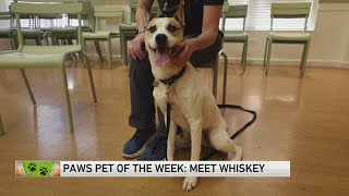 Career Overview PAWS Chicago Pet of the Week: Whiskey
