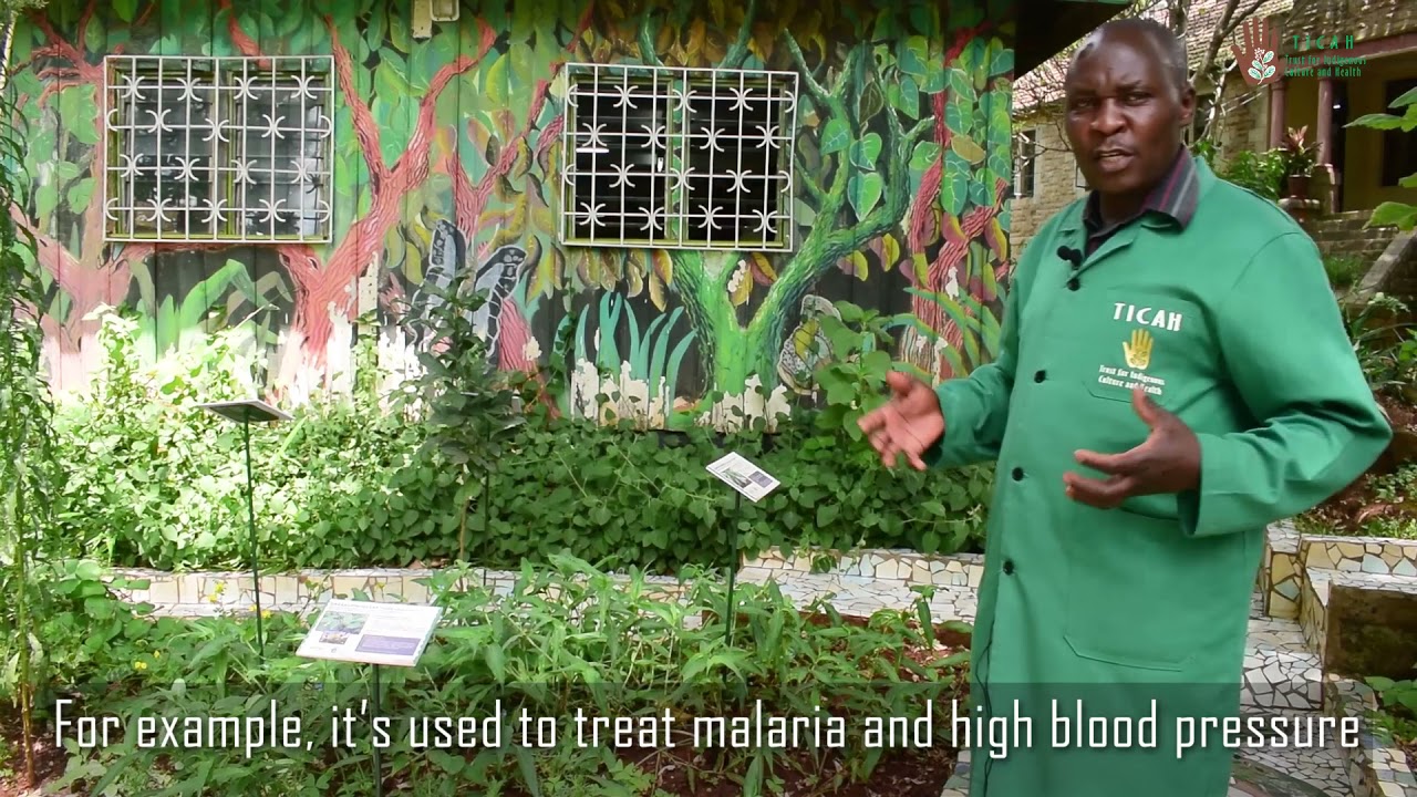 ajuga-remota-as-a-medicinal-plant-youtube