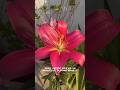 From bulbs to bloom &amp; now back to rest 🌸 savings asiatic lily bulbs 🌱 #gardeningweek #garden
