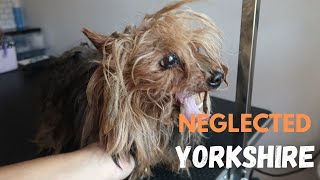 TOTALLY NEGLECTED YORKSHIRE TERRIER GETS FULL TRANSFORMATION! | RURAL DOG GROOMING by Rural Dog Grooming 20,625 views 9 months ago 32 minutes